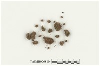 藏品(細叢苔屬)的圖片